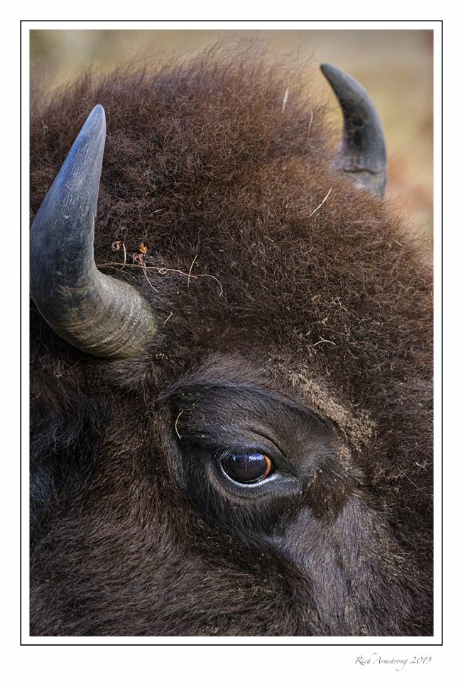 bison 1m.jpg